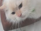 Persian Cat