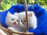 Persian Kitten