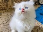 Persian Cat