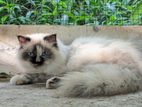 Persian Cat