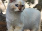 Persian Cat