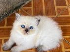 Persian Cat