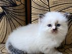 Persian Cat