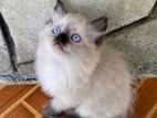 Persian Cat