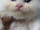 Persian Cat