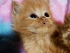 Persian Cats