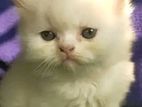 Persian Cat