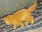 Persian Cat