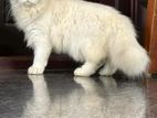 Persian Cat