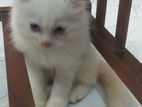 Persian Cat