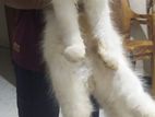Persian Female Cat