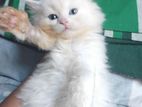 Persian Cat
