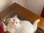 Persian Cat