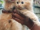 Persian Kitten
