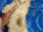 Persian Cat
