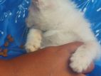 Persian Cat