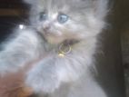 Persian Kitten