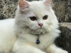 Persian Cat
