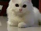 Persian Cat