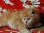persian cat