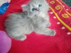 Persian Cat