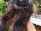 Persian Cats