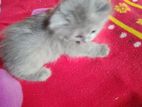 Persian Cat