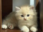 Persian Cat