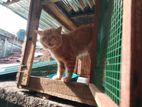 Persian Cat