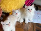 Persian Cat