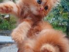 Persian Cat