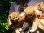 Persian cat