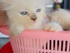 Persian cat
