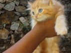 Persian Cat