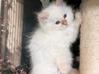 Persian Cat