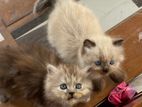 Persian Cats