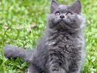 Persian Cat