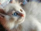 Persian Kitten