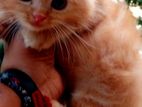 Persian Cat
