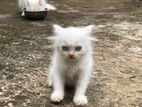 Siberian Persian Cat