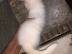 Siberian Persian Cat