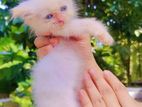 Persian cat