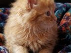 Persian cat