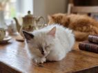 Persian Cat