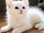 Persian Cat