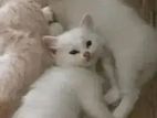 Persian Kitten