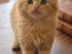 Persian Kittens