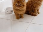 Persian cat
