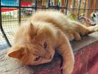 Persian Cat
