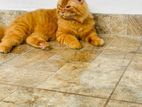 Persian cat